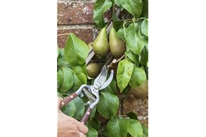 Burgon & Ball Sekator National Trust, długość 22 cm