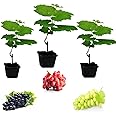 Vitis Grape Mix - 3 x Mix Collection Inc Grapes Like Bianca, Red Suffolk and Boskoop - Grape Vine for Planting in The Garden in The UK (Regular Packaging)