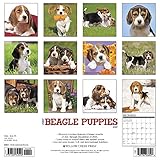 Image de Just Beagle Puppies 2017 Calendar