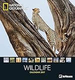 Wildlife 2017 - National Geographics Fotokalender, Naturkalender, Tierkalender - 45 x 48 cm by 