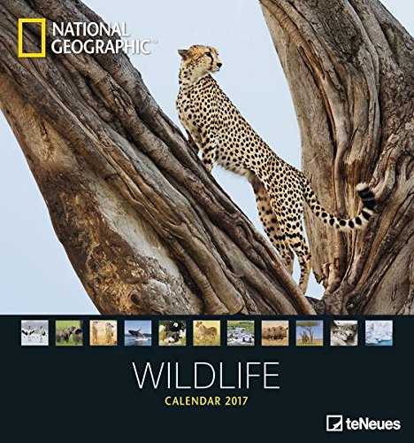 Wildlife 2017 - National Geographics Fotokalender, Naturkalender, Tierkalender - 45 x 48 cm