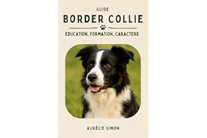 Border Collie: Education, Formation, Caractère
