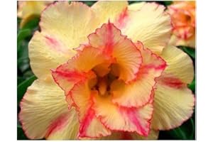 EXOTIC PLANTS Adenium obesum Orange V - Rose du désert - Faux baobab - 3 graines