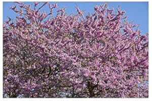 RP Seeds Cercis siliquastrum (Judas Tree) - 30 Seeds