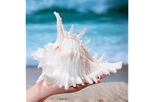 MEYAGOT Conchas naturales, conchas naturales, vieiras, grandes conchas naturales, conchas grandes para manualidades, conchas decorativas, conchas de 16 a 18 cm, para decorar manualidades y decoración