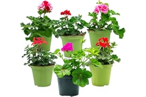 FIORI COMMESTIBILI BIO Geranio in varietà (6 PIANTE) - Fiori NON commestibili - Azienda agricola Carmazzi