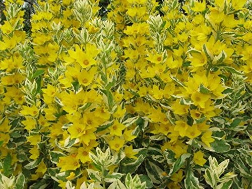 Gold-Felberich 100 Samen (Lysimachia punctata)