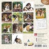 Image de Beagle Puppies 2016 Calendar