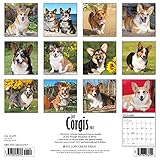 Image de Just Corgis 2017 Calendar