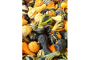 PREMIER SEEDS DIRECT - Gourd - Ornamental Small Mixed - 20 Seeds