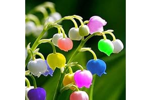 Saterkali Semillas de orquídeas de campana, 100 piezas Semillas de flores Embellecimiento anual No GMO Semillas de orquídeas de campana de alta germinación para exteriores Multicolor