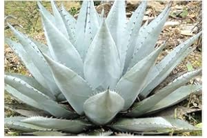 Exotic Plants Agave havardiana - Winterharte Agave - 10 Samen