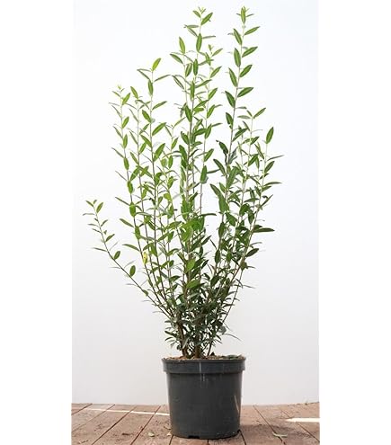 earth angel rose plant Parfuma® Earth Angel™ Potted Rose Bush main image 1