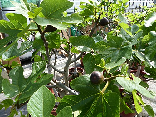 Feigenbaum Stamm 10-15 cm, Ficus Carica winterhart 160-180 cm - 3