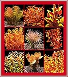 Zoomeister - 5 Bund Rote Wasser-Pflanzen Für'S Aquarium