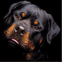 YSCOLOR Diamond Painting 5D – Rottweiler Cane – Kit Fai Da Te Per Adulti, Mosaico Con Diamanti Rotondi, 30x40cm - 6