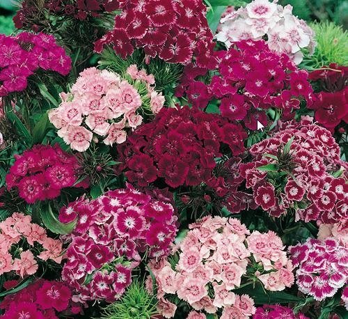 Bartnelke - Sweet William Double Mix - Dianthus barbatus - 300 Samen