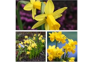HUMPHREYS GARDEN Narcissus Tete a Tete Flower Bulbs Size 8/10 (50) One of The Most Popular Dwarf Daffodils. Easy to Grow