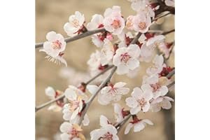 YOUGARDEN You Garden - 3 x Ornamental Prunus incisa 'Kojo-no-Mai' Fuji Cherry Tree in a 9cm Pot - Established Garden Ready Plants for Gardens
