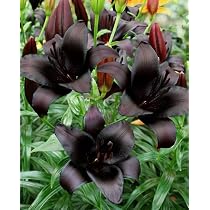 Lilium Asiatic - Black Asian Lily 'Black Charm' 2 Bulbs : Amazon ...