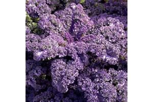 PAGANO DOMENICO E FIGLI SEMENTI DAL 1954 CAVOLO RICCIO ROSSO - KALE - NR.300 SEMI