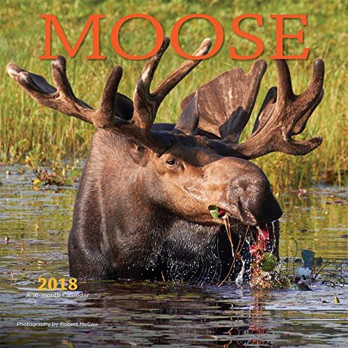 Moose 2018 Square Wall Calendar