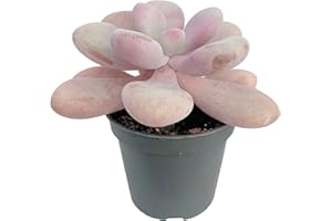 CLOUDS HILL SUCCULENTS Live Moonstones “Pink Panther” Succulent (Pachyphytum oviferum) Potted Unusual Pink House Plant (6cm Plastic Pot)