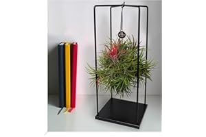 BALDUR-GARTEN GMBH BALDUR Garten Tillandsia "Magic Ball",1 Set Tillandsien, Grünpflanze, mehrjährig - frostfrei halten, pflegeleicht, Wasserbedarf gering, für Standort im Schatten geeignet, Bromeliaceae