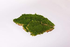 MOOS DESIGN Premium Flachmoos Moosplatten konserviert ausgesuchtes echtes haltbares echtes Moos für die Dekoration kaufen Prime Moss Deko Dekoration für Gestecke Osterdeko Frühlingsdeko Moosbilder