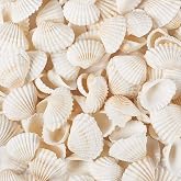 150 Pieces Natural White Seashells, Small Deep Sea Shells, White Coconut | Natural Shells for Crafts, Wedding Painting, Beach
