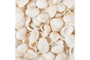 MUYAPAY 150 pezzi Conchiglie decorative conchiglia di mare bianche naturali Conchiglie di mare di neve naturale Piccole conchiglie di mare profondo Conchiglie di cocco bianche per decorazioni artigianali
