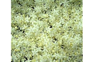 Tree Seeds Online - Sambuscus Nigra - Elderflower/Berry Tree. 50 Seeds - 1 Packs