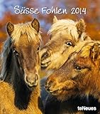 Süße Fohlen 2014 by 