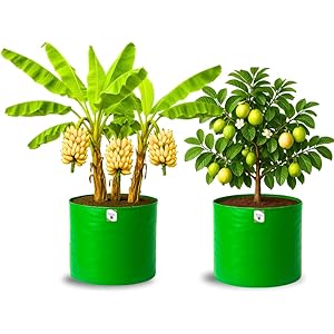 ORGANIC BAZAR 24x24 Very Big Size Grow Bag for Fruit Plants, Premium HDPE 260 GSM Large Plant Bags for Terrace Garden (Pack of 2)