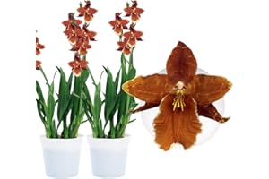 ‎DUTCH BULBS EXCLUSIVE PLANTS FROM HOLLAND Echte Wilsonara Inferno Orchideen. 2 große Zimmerpflanzen aus Holland. 30-40 cm hoch mit Blüten und leicht duftend.(keine künstliche Orchidee, ohne Dünger und Topf, kein Samen und nicht winterhart)