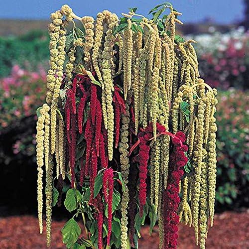 Love, Lies, Bleeding, Amaranthus different colours, MIX, 100 seeds different colours, MIX, 100 seeds