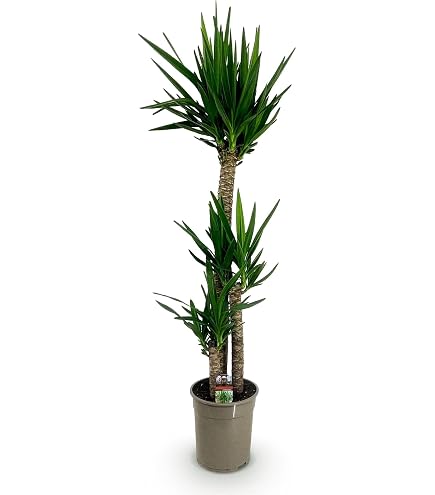 sansevieria futura superba Buy Sansevieria Superba: Add Easy-Care Elegance to Your Home main image 0