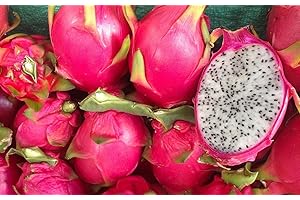 TU PROPIO JARDÍN 200 Semillas de Fruta del Dragón (Pitahaya)