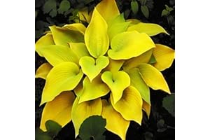 COOTO Hosta Planta decorativa Planta Bulbos primavera Plantas de jardin Planta natural 1x Rizoma Hosta amarilla August Moon