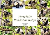 Pandabär Babys (Wandkalender 2020 DIN A4 quer) by 