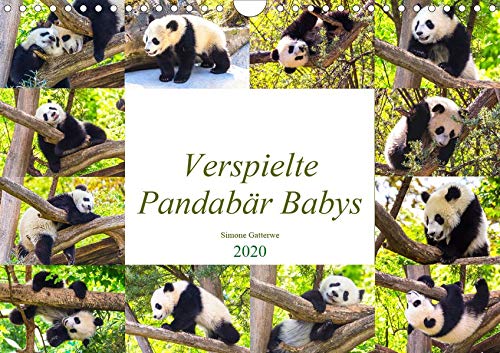 Pandabär Babys (Wandkalender 2020 DIN A4 quer)