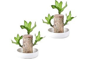 NIHEXO Mini Brazil Lucky Wood - Desktop Ornaments Hydroponic Potted Plant Stump Small Plant Indoor Office Plant, Plant Lucky Wood Bedroom to Purify The Air Indoor Brazilian