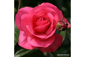 ARBORIX, PLUS VERT - MOINS CHER 2 x Rosier - Rosa 'Rosanna' pot 25-30 cm - Un élégant rosier grimpant de Kordes aux fleurs intensément parfumées