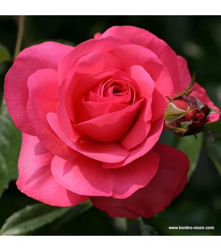 Rosa 'Marie Pavié' - Roos in pot