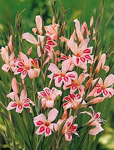 Gladiolus nanus - Winterharte Zwerggladiole " IMPRESSIVE "