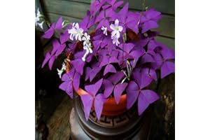 LAMPHLE 200 Unids Semillas de Plantas Agrupación Vibrante Púrpura Natural OXALIS-Semillas Suministros de Jardín Violeta