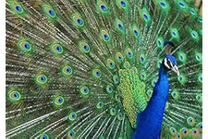 EDITION COLIBRI Blauer PFAU 10674 - Cartolina con animali, soggetto: uccelli