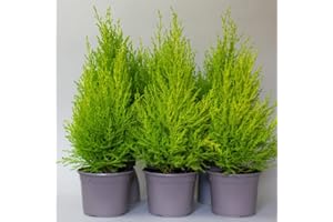 TROPICAL PLANTS UK BRITISH GROWERS 6 x Conifers trees for garden - Plants outdoor garden ready, Conifer Goldcrest in 13cm Plastic Pots, Height 50cm, Great hedging plants