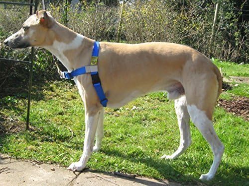 Walk Your Dog With LoveSports Edition (11-29kg, SAPPHIRE BLUE)