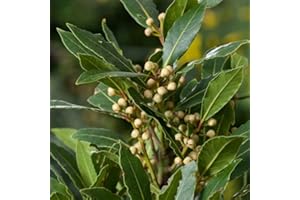 CAMBRIDGE BEE Laurus Nobilis Bay Leaf - Bay Tree - Bay Leaf Tree in 14 cm Pot Approx 50cm Tall